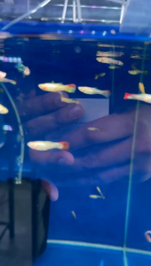 IKAN GUPPY BETINA RANDOM COLOUR 5PCS