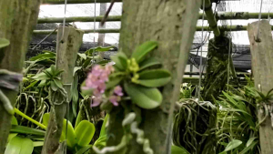 เอื้องจิ๋วหรือเอื้องมณีรัตนา