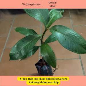Măng Cụt cao 70cm siêu quả khỏe mạnh không sâu bệnh | Lỗi 1 đổi 1 ra trái siêu sớm sau 1 năm chuẩn giống F1.
