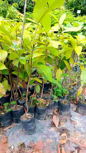 ต้นยางนา ราดเชื้อเห็ดระโงก