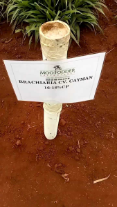 Grass Seed - Bibit Biji Rumput / Benih Rumput Brachiaria Decumbens 5kg (Rumput Signal)