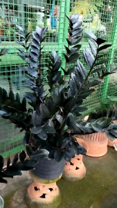 ความหมายต้นมงคล: ความเจริญรุ่งเรืองและความอดทน ต้นกวักมรกตดำนำโชค ต้นไม้ประดับ สื่อถึงความเจริญรุ่งเรืองและความอดทน ด้วยใบสีเขียวเข้มมันวาว เจริญเติบโตได้ในสภาวะต่างๆ เป็นสัญลักษณ์ของความแข็งแกร่งและความสามารถในการปรับตัว