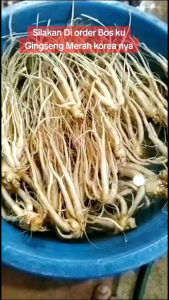 Gingseng merah Korea original herbal tradisional 650 mil