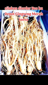 Paket Komplit Ginseng Merah Korea Fres