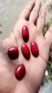 Batu Akik Red Marjan Tua 18x13 mm