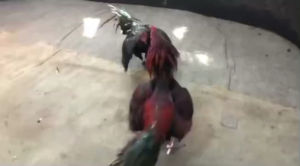 ไข่เชื้อไก่ชนพม่า ม้าเหล็ก+รอนนี่ เบอร์แข้ง300 แข้งฝังลึก มีหักมีชัก