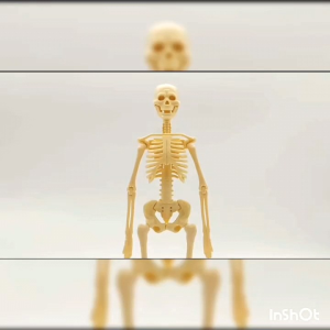 Mainan tengkorak human body skeleton belajar rangka manusia mainan kedokteran dekorasi pajangan Halloween Mainan edukasi