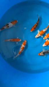 JAPAN KOI LOCAL BREED PREMIUM GRADE 5-6”  9pcs COMBO RM888 OFFER !!