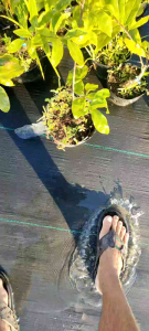 Mai vàng siêu bông Bình Lợi ghép góc nhớt hoành góc từ 4 đến 6 cm cao từ 10 đến 35cm giao ngẩu nhiên dáng cây