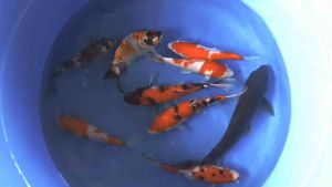 JAPAN KOI 23-28cm 9pcs COMBO RM2688 ( MARUSEI & OGATA Farm )