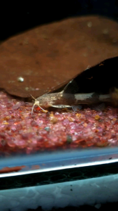 Orange Banded Hillstream Catfish /Ornamental fish/Freshwater/Readystock