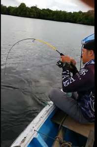 Original DAIWA 2020 CROSSFIRE(GRAPHITE RINGAN DAN SENSITIVE) SPINNING AND BC ROD