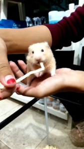 FISH SNACK HAMSTER PREMIUM《KEMASAN BOTOL HIGIENIS》