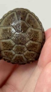 头盔泥龟3cm Eastern Mud turtle 如图实拍