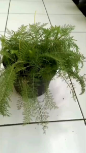 tanaman hias gantung migela - tanaman outdour hijau