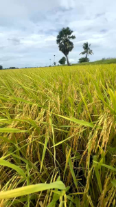 จ้าวเขียวจังอาหารเสริมพืช 12แถม3 ฉีดพ่นทางใบ บำรุงต้นข้าว