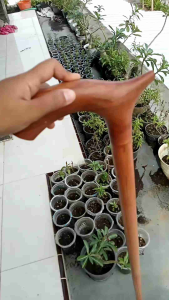 Tongkat Jalan Kayu Nogosari Nagasari Model Cula Spesial