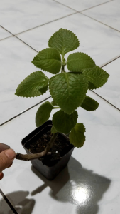 Anak pokok Indian Borage/Mexican mint/印度左手香