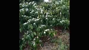 [HCM]100ML Mật ong hoa ĐẮK Lắk nguyên chất 100%