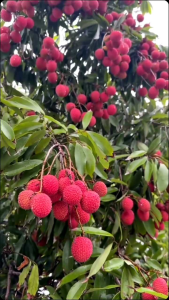 Selamat Datang Ditoko Kami Bibit Leci Merah🌱 Merupakan Salah Satu Tanaman Buah Favorit Yang Banyak Di Sukai Masyarakat  Rasa Buah Yang Manis.Keunggulan Bibit Cepat Berbuah Juga Bisa Tanam Dalam Pot Berbuah Pendek. Pemesanan  Bisa Bayar Ditempat COD