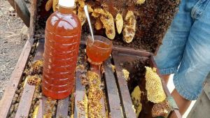 Mật ong hoa cà phê ĐẮK Lắk nguyên chất chai 500ml