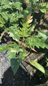 🌱ฟิโลเดนดรอน ใบเลื่อยด่าง🌱ไม้ฟอกอากาศใบเก๋ #ฟิโลเดนดรอนใบเลื่อยด่าง #ฟิโลเดนดรอนใบเลื่อยด่าง (Philodendron Ring of Fire) ป็นอีก หนึ่งต้นไม้น่าสะสม ด้วยเอกลักษณ์ใบที่หยิกพริ้วทั้งสองข้าง คล้ายซี่ฟันเลื่อย ใบมีลายด่าง หลากหลายสีตั้งแต่ สีเขียวเข้ม สีเ