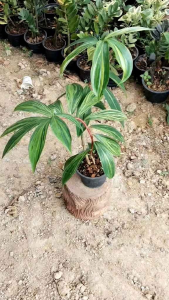 เอื้องหมายนาป่าด่าง ไม้มงคลปลูกประดับบ้าน ไม้ประดับ ไม่ฟอกอากาศลักษณะใบด่างสวยงาม ปลูกง่ายโตไว จัดส่งพร้อมกระถาง 6นิ้ว