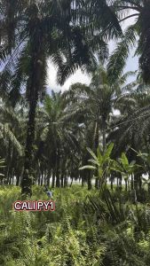 Cali py1 skru sabit taji 1set japan steel sabit sawit