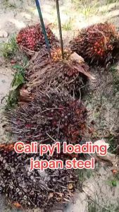 Cali py1 besi loading steel japan tojok ultra max