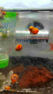 15-20pcs Apple Snail random size for Aquarium cleaning