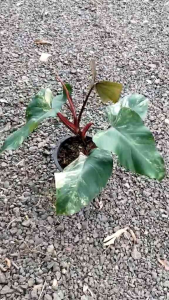 สตรอเบอร์รี่เชค ฟิโลเดนดรอน ที่เรียกว่า มรกตแดงหลากสี Philodendron Strawberry Shake #ไม้ฟอกอากาศ #ไม้ใบด่างก้านแดง จัดส่งพร้อมกระถาง 8นิ้ว