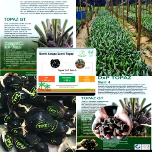 TOPAZ SERI 4 ISI 250 BERSERTIFIKAT