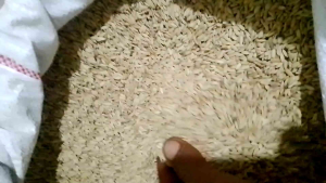 PAKAN TERNAK GABAH MUNJUL MURNI BERKUALITAS PAKET 5KG