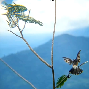 Pulut burung super lengket bahan alami berat 30gram