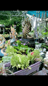 ต้นพญานาคราช มีความเชื่อคือไม้ มงคล..ดอกสีขาว.เป็นไม้ชอบแดด.เลี้ยงกลางแดด ใบจะมีสีออกแดงชมพู//เลี้ยงในร่ม..ใบมีสีเขียวตามภาพ.📍กระถาง5-6นิ้ว.ส่งทั้งกระถาง