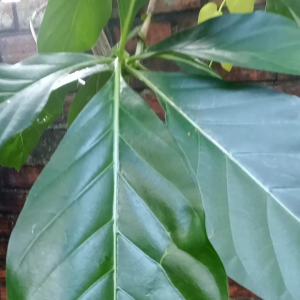 500g lá nhào tươi