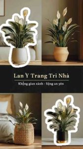 Cây lan ý chậu nhựa cao 25~40cmcây văn phòng cây thuỷ sinh