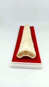 Pipa Tulang Kerbau Motif Taring Duyung Natural 15cm