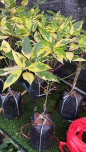 #กันเกราด่าง #ไม้มงคลหายาก #ฟอร์มสวยพุ่มใหญ่ #ไม้ไทยดอกหอมให้ร่มเงาได้ดี🌲 #ดอกมีกลิ่นหอม🍃🌸🌷 #กันเกราด่าง หรือ ตำเสาภาษาถิ่นภาคใต้ เป็นไม้เนื้อแข็ง คนสมัยก่อนนิยมเอาลำต้นมาทำเสาบ้าน ซึ่งปัจจุบันนิยมทำไม้ขุดล้อม จัดว่าเป็นไม้มงคลชนิดหนึ่งพร้