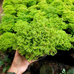TANAMAN HIAS LUMUT AMBON / TANAMAN ASPARAGAUS