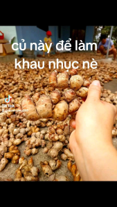 củ thiền liền sa khương xán kén xá kén xá kiến TƯƠI 1kg KHÔNG LẪN CỦ NON