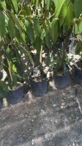 ต้นทุเรียนหมอนทองเสียบยอดแล้ว