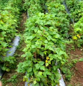 40 BUTIR BIJI/BENIH TANAMAN KACANG MERAH