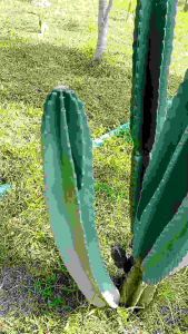 Jamacaru จามาคารูไร้หนาม (หนามน้อย)ตอตัดสด สวนเราเองค่ะ cereushidmannianus Cereus jamacaru ตอจามาคารู กระบองเพชรไร้หนาม