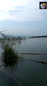 Geol Frog Natural Kayu 4 CM / 7 Gram Killer ! Umpan Gabus dan Toman