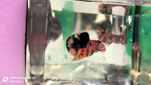 ikan laga 斗鱼/打架鱼 betta fish- hmpk Candy galaxy 4/10 (male)