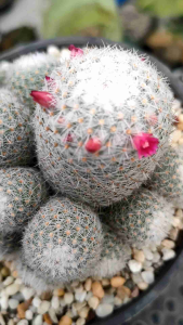 กระบองเพชร แคคตัส เข็มเงิน ไซร์ให้ดอก ปลูกในกระถาง 6 นิ้ว ของมีพร้อมส่ง