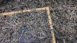 Trà phổ nhĩ Vân Nam phổ nhĩ sống Bá Nhu Băng Đảo cổ thụ vụ xuân 2023 100g