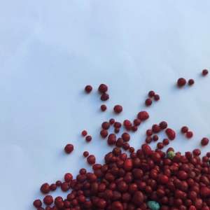 PUPUK AGLONEMA 100gr SLOW RELEASE - Pupuk Merah Aglonema / Pupuk Daun Repack