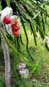 กิ่งแก้วมังกรพันธุ์ไส้ขาว.ปลูกง่าย.เคลมให้ทุกรณีหากเสียหายหรือตาย